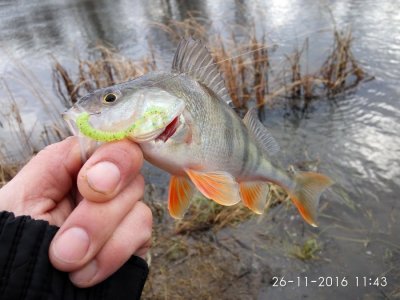 IMG_20161126_114315.jpg