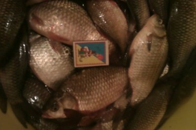 IMAG0740.jpg