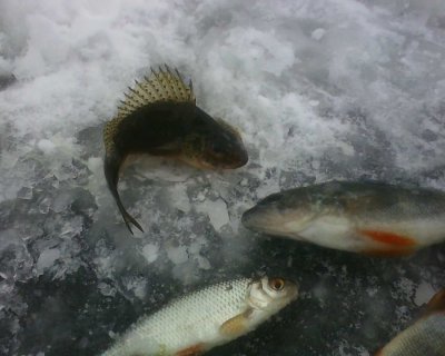 IMG0498A.jpg