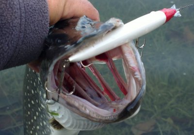 Common Sence Minnow 152F.jpg