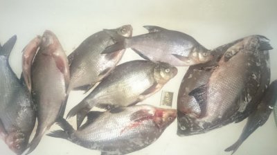 28.01.2017.JPG