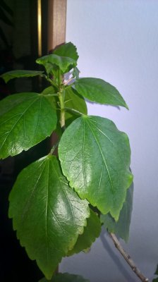 WP_20170109_09_05_35_Pro.jpg