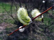 IMG_6411.jpg