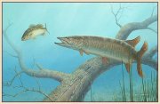 double-jeopardy-muskie.jpg