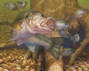 fishing-for-bass-print.jpg