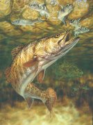 gator-trout-don-ray.jpg
