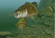 jerkbait-bass-agnew.jpg