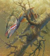 pike-print-hung-up.jpg