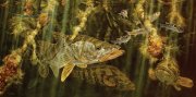 snook-fishing-print.jpg