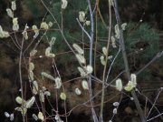 DSCN4599.JPG