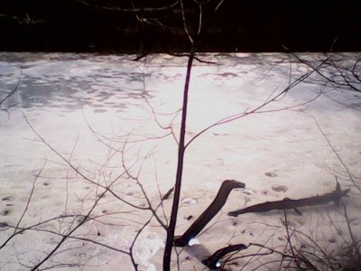IMG0746A.jpg