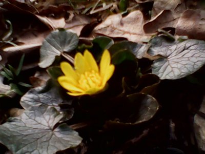 IMG0743A.jpg