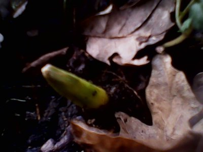 IMG0745A.jpg