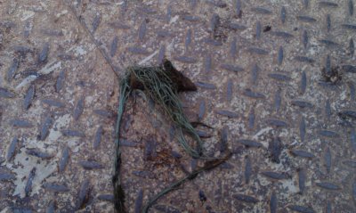 IMAG0990.jpg