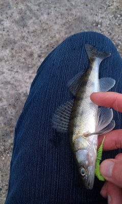 IMAG0991.jpg