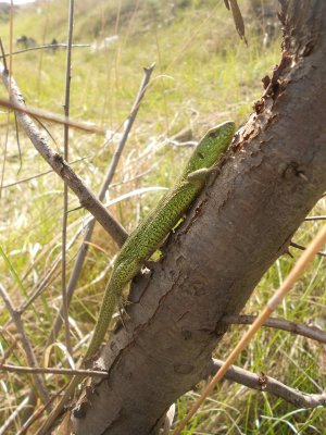 DSCN3508.JPG
