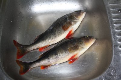 perch_01.jpg