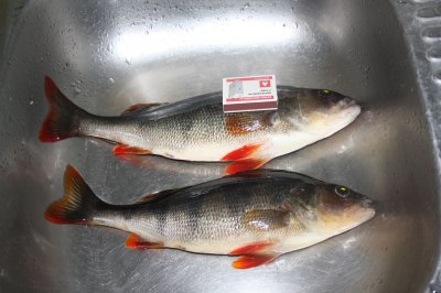 perch_02.jpg