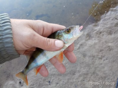 IMG_20170525_060804.jpg