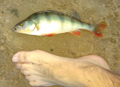 IMG_20170530_201726.jpg