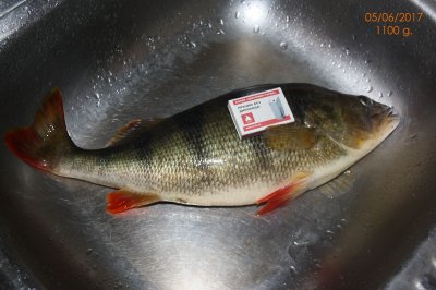 Perch_01.jpg