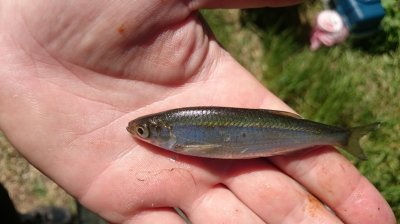 DSC_2371.JPG