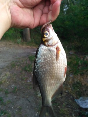 IMG_20170617_201156.jpg