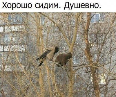 smeshnye-kartinki-s-nadpisjami-10.jpg
