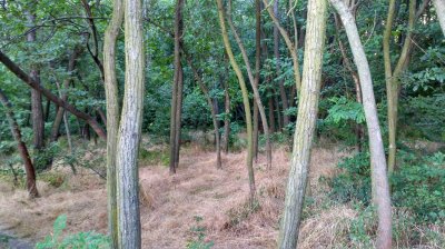 IMG_20170622_061537_HDR.jpg