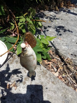 20170627_113049[1].jpg