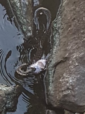 20170702_050213.jpg