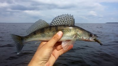 Bando Craw.jpg