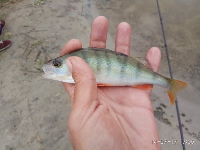 IMG_20170714_170506.jpg