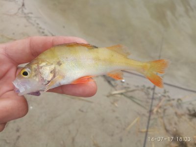 IMG_20170714_180338.jpg