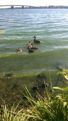 WP_20170718_08_49_24_Pro.jpg