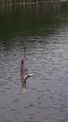 20170624_115337.jpg