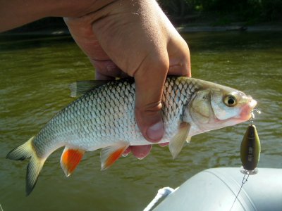 PICT0274.JPG