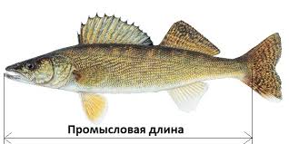 как измеряют длинну.jpg