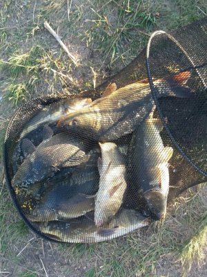 carp 1.jpg