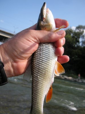 IMG_9518.JPG
