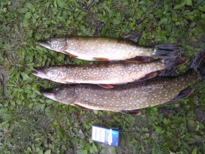 IMG_20170910_144336.jpg