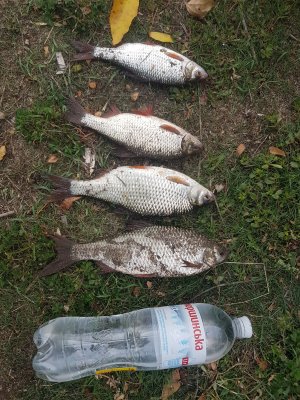 20171008_153337.jpg