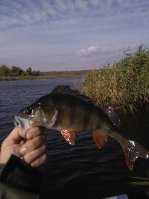 IMG_20171013_111804.jpg