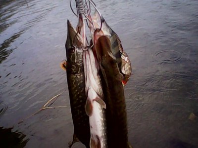 IMG0903A.jpg