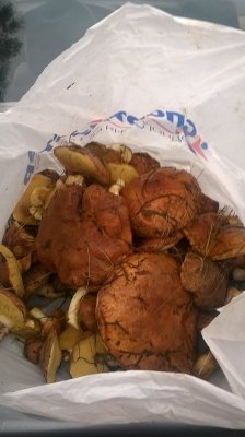 WP_20171020_001.jpg