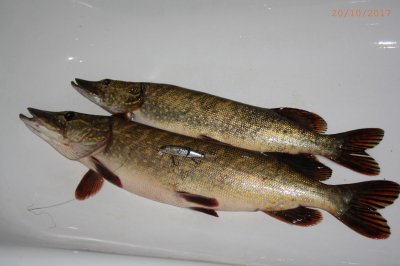 Pike_01.jpg