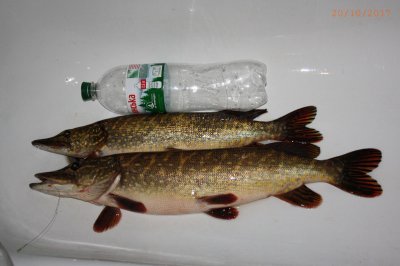 Pike_02.jpg