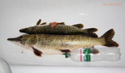 Pike.jpg