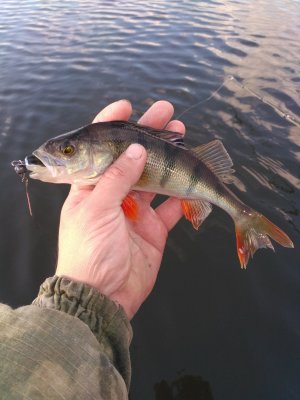 IMG_20171029_145349.jpg