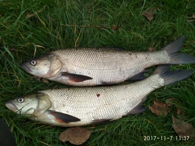 IMG_20171107_113757.jpg